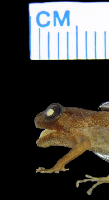 Media type: image; Herpetology A-89230